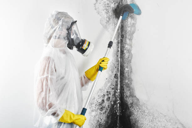 Best Industrial Mold Remediation  in Brooklyn Park, MN