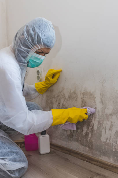 Best Mold-Related Health Consultation  in Brooklyn Park, MN