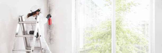 Best Basement Mold Removal  in Brooklyn Park, MN